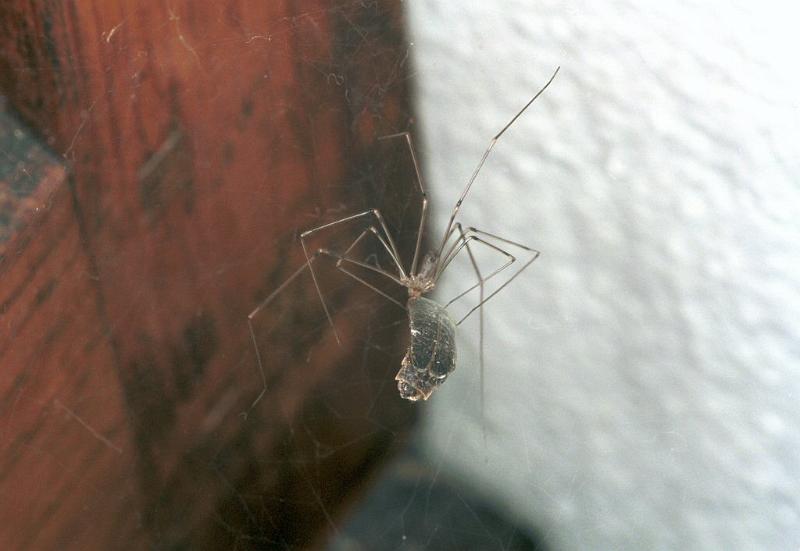 Pholcus_phalangioides_F2175_Z_85_Les Gris_Frankrijk.jpg